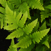 Hardy Fern Dryopteris goldiana